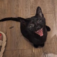 Lebensfrohes Katzenmädchen Marie, Katze zur Adoption