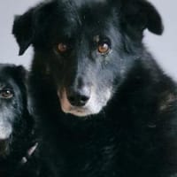 Haribo, Hund zur Adoption
