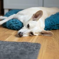 Bibi wartet auf ein 4ever home in 89155 Erbach, Hündin zur Adoption