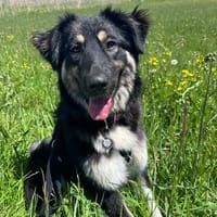 Nala - mit viel Lebensfreude und großem Herz, Hündin zur Adoption
