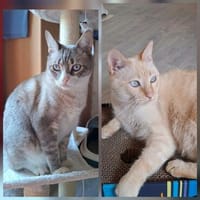 Rayo und Stewie sind unzertrennlich, Kater zur Adoption