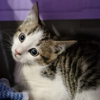 Fünf kleine Wildfänge, Kater zur Adoption