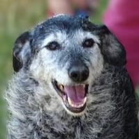 Omi LOLA, Hündin zur Adoption