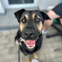 HARDY - super familienfreundlicher & gutmütiger Riese, Hund zur Adoption