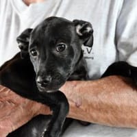 Mina sucht ihr Traumzuhause, Hündin zur Adoption