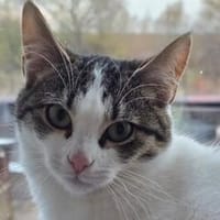 TAMMY - Einzelprinzessin sucht Zuhause mit Freigang!, Katze zur Adoption
