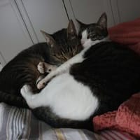Sehr liebe Kater Fidor und Charlie (Gusy), Kater zur Adoption