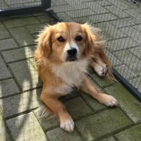 Boby sucht sein Für-immer-Zuhause 🐾, Hund zur Adoption