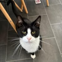 Zauberhafter Hellomoto sucht sein Glück, Kater zur Adoption