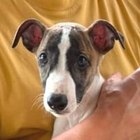 FLOPPI sucht sein großes Glück, Hund zur Adoption