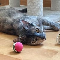 Menschenbezogene Schmusekatze Lotta, Katze zur Adoption