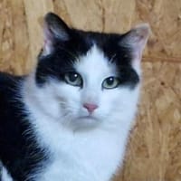 Fred Feuerstein, Kater zur Adoption