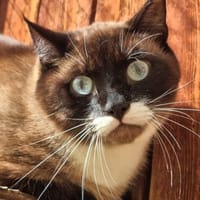 Sheldon sucht einen Neuanfang!, Kater zur Adoption