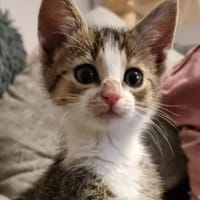 Katzenkind Feli, Katze zur Adoption