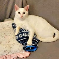 Jerry Schneeweißer Kater sucht ruhige Familie, Kater zur Adoption