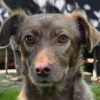 LILLY-zuckersüße, schokobraune Hündin 34cm, Hündin zur Adoption