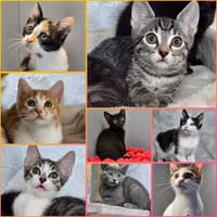 Viele kleine Fledermausöhrchen warten auf große Abenteuer!, Kater zur Adoption