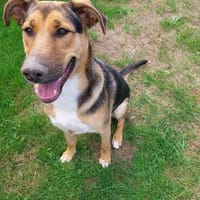 KALLE - aufgeschlossen, liebevoll und sozial, Hund zur Adoption