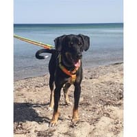 Fishermann - wartet in 97440 Werneck, Hund zur Adoption