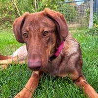 Lupo  ein kleiner Kämpfer, der bereit ist anzukommen, Hund zur Adoption
