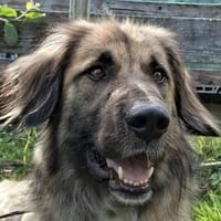 TRUFFLES-wunderschöner,menschenbezogener Rüde 58cm, Hund zur Adoption
