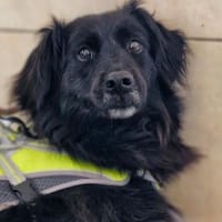 Hündin Nika, Hündin zur Adoption