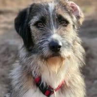 Rüde HERBI, Hund zur Adoption