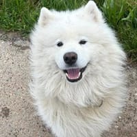 Samojedenrüde Balu, Hund zur Adoption