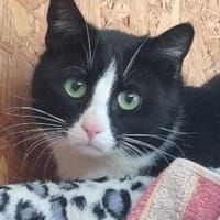 Kleiner Onkel, Kater zur Adoption
