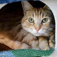 Schöner, etwas nervöser Kater Gunter, Kater zur Adoption