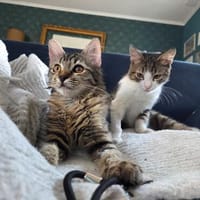 Mila & Maxi suchen gemeinsam ein Zuhause, Kater zur Adoption