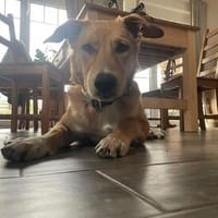 Aufgeweckte Welpin Ellie, Hündin zur Adoption