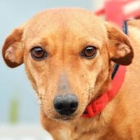 Zuckermaus PENNY, Hündin zur Adoption