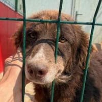 ANSCHI - wartet schon so lange 😢, Hündin zur Adoption