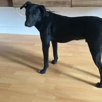 🐾Jogi 🐾 sucht sein für immer Zuhause, Hund zur Adoption