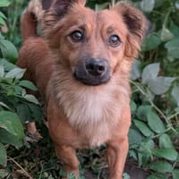 Pinky, 7 kg schwer sucht ein Zuhause, Hund zur Adoption