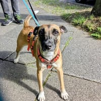 Die aktive Nelly wartet auf einer Ps in 44141 Dortmund !, Hündin zur Adoption