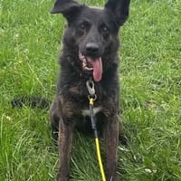 Vermittlungshilfe für Layla - wer hat ein Plätzchen frei, Hündin zur Adoption
