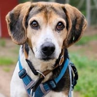 Rüde Ares, Hund zur Adoption