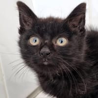 Chuchita, die kleine Kämpferin, Katze zur Adoption