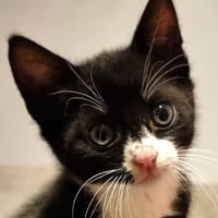 Katzenkind Felix, Kater zur Adoption