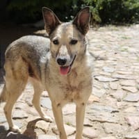 Dauerhafte Pflegestelle/Lebensplatz für Hündin LUCIA gesucht, Hündin zur Adoption