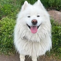 Samojedenrüde Eliot, Hund zur Adoption
