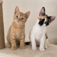 Iliyana & Simba suchen ihr gemeinsames Zuhause, Kater zur Adoption