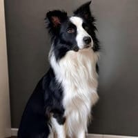 Unglücksrabe Lucky (Border Collie) wartet in 73525 Schwäbisc, Hund zur Adoption