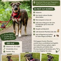 Welpenrüde Olaf auf Pflegestelle, Hund zur Adoption