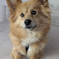 Aufmerksame Begleiterin Dolly, Hündin zur Adoption