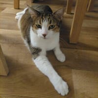 KIRA & BUBI - zwei liebenswerte Senioren, Kater zur Adoption