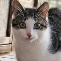 Kleiner Donner, Kater zur Adoption