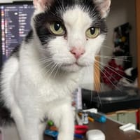 Hania sucht ihr Glück, Katze zur Adoption